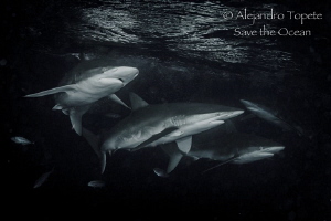 Sharks in Black, Darwin Island Galápagos by Alejandro Topete 